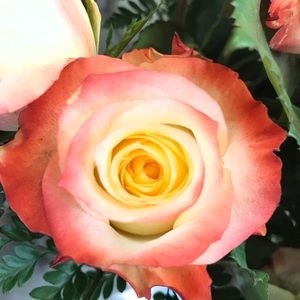 Meet your Posher, Fiorella